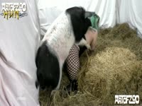 Chubby slut takes a pig's cock up her pussy in farm porn
